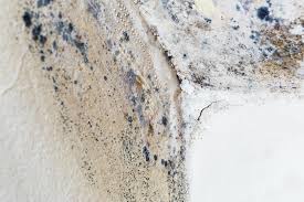 Why You Should Choose Our Mold Remediation Services in Chillicothe, IL